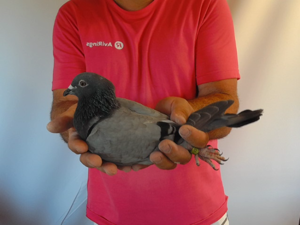 Pigeon image