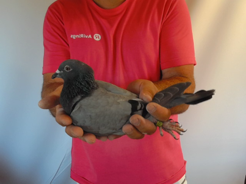 Pigeon image