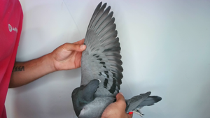 Pigeon image