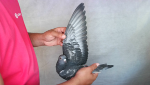 Pigeon image