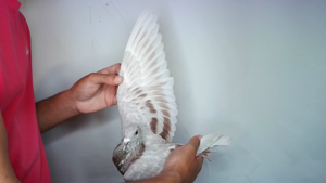Pigeon image