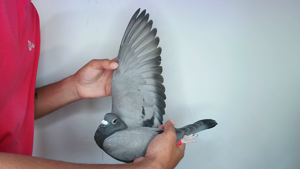 Pigeon image