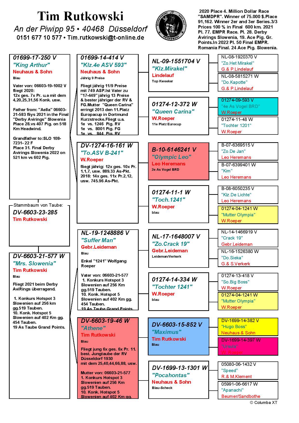 Pigeon pedigree image