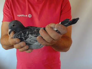 Pigeon image