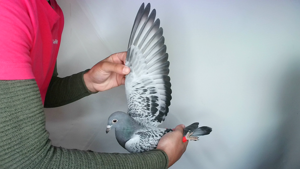 Pigeon image