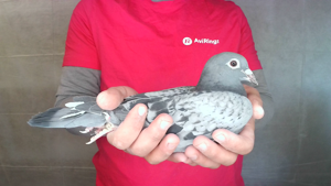 Pigeon image