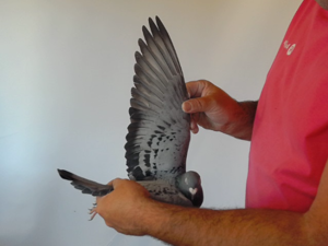 Pigeon image