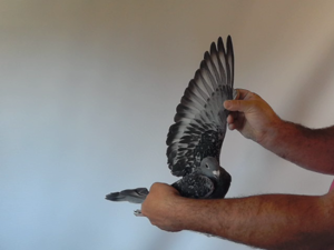 Pigeon image