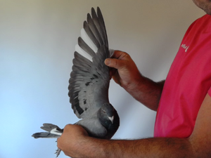 Pigeon image