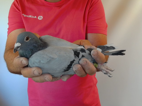 Pigeon image