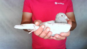 Pigeon image