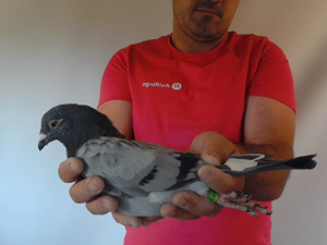 Pigeon image
