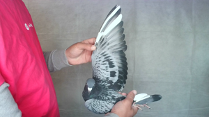 Pigeon image