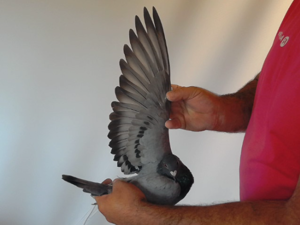 Pigeon image