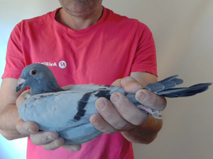 Pigeon image