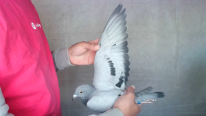 Pigeon image