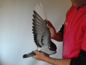 Pigeon image