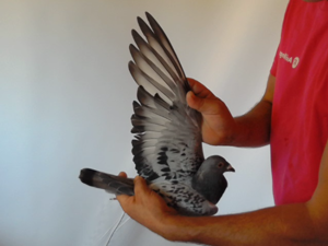 Pigeon image