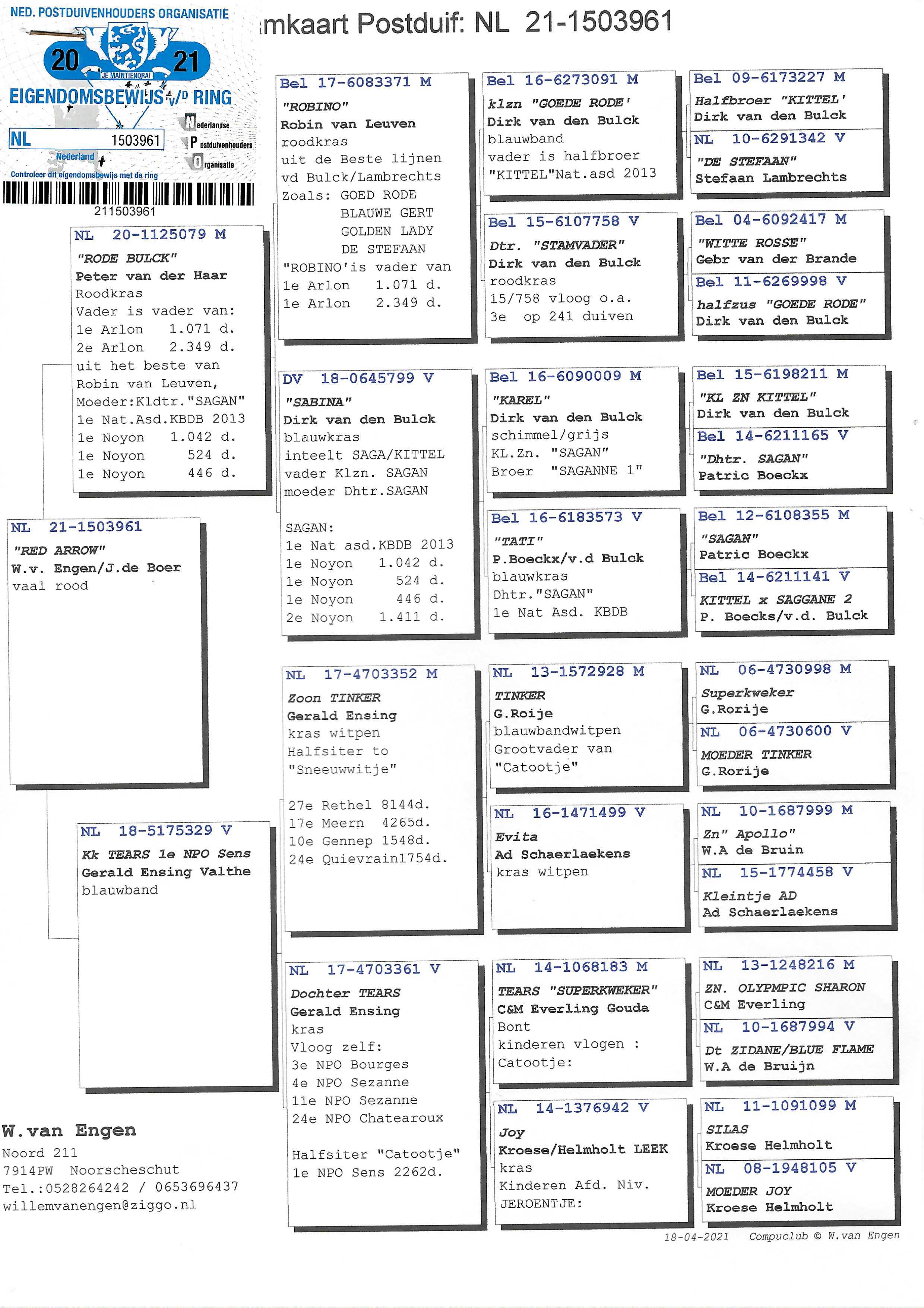 Pigeon pedigree image