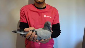 Pigeon image