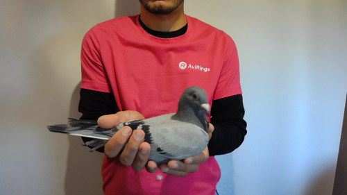 Pigeon image