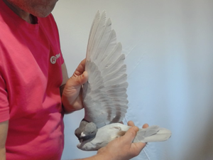 Pigeon image