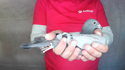 Pigeon image