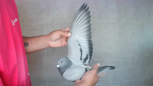 Pigeon image