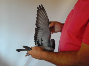 Pigeon image