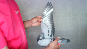 Pigeon image