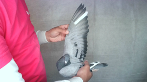 Pigeon image