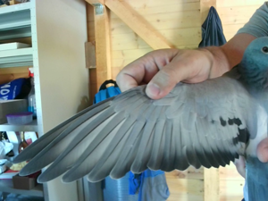 Pigeon image