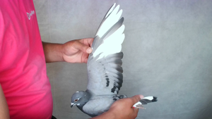 Pigeon image