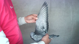 Pigeon image