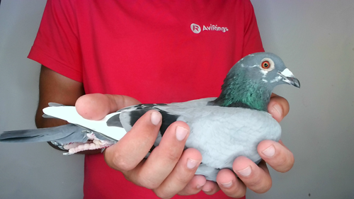 Pigeon image