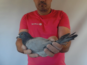 Pigeon image
