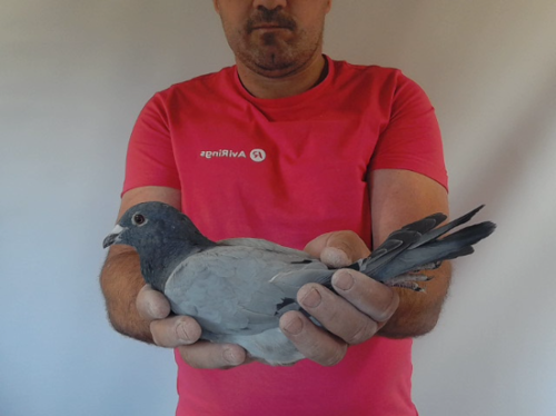 Pigeon image