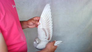 Pigeon image