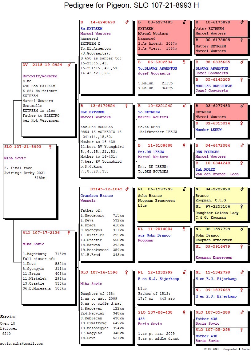 Pigeon pedigree image