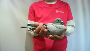 Pigeon image