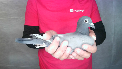 Pigeon image