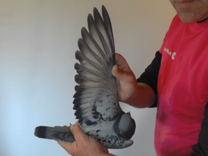 Pigeon image