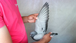 Pigeon image