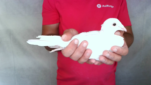 Pigeon image