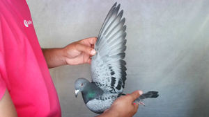 Pigeon image