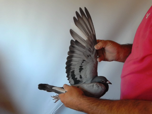 Pigeon image