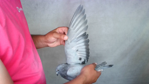 Pigeon image