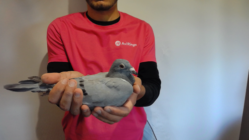 Pigeon image