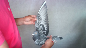 Pigeon image