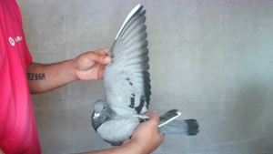 Pigeon image